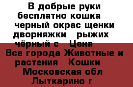 В добрые руки бесплатно,кошка,2.5черный окрас,щенки дворняжки,3 рыжих 1 чёрный,с › Цена ­ - - Все города Животные и растения » Кошки   . Московская обл.,Лыткарино г.